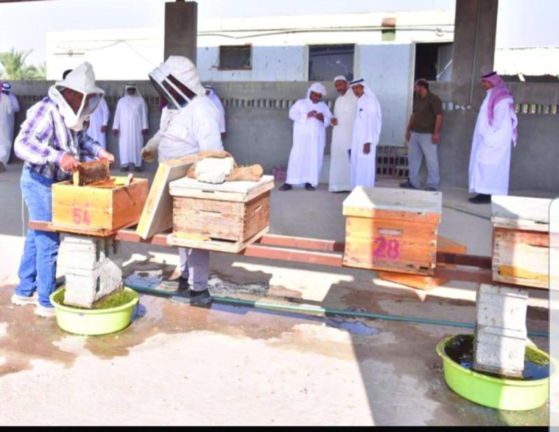 109 مناحل تنتج 1.2 طن عسل في الأحساء