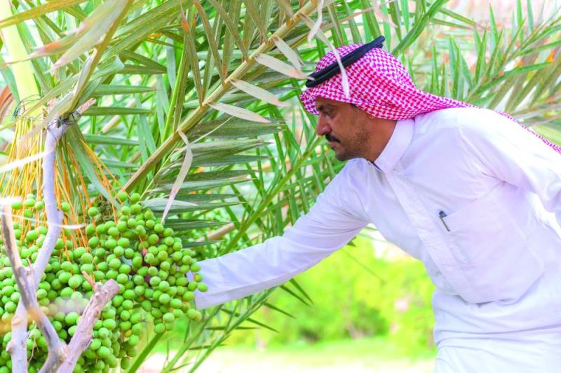 مليون نخلة..
تعزز هوية التمور السعودية