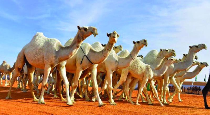 الإبل «المرقمة» تتخطى حاجز المليون