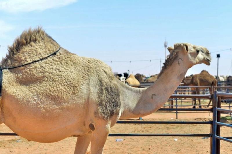 اعتماد أممي للسنة الدولية للإبليات 2024