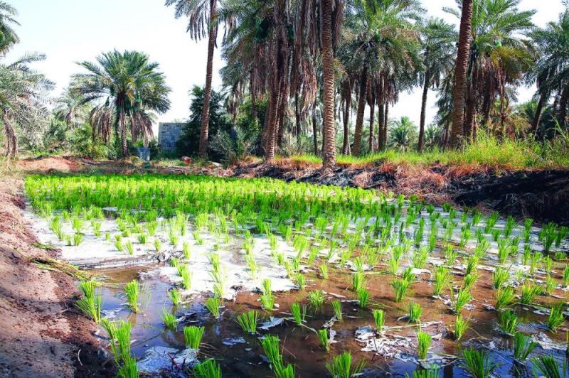 الأرز الأغلى عالمياً يدخل مرحلة «السناية»