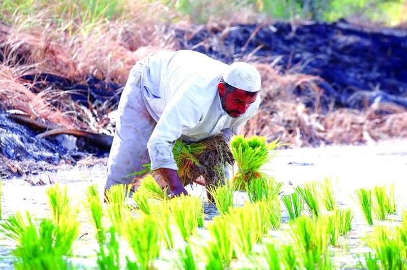 الأرز الأغلى عالمياً يدخل مرحلة «السناية»