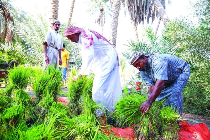 الأرز الأغلى عالمياً يدخل مرحلة «السناية»