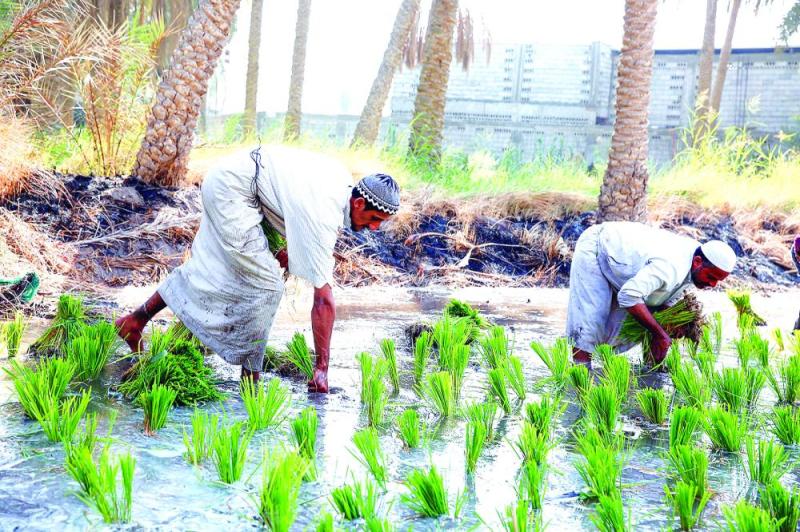 الأرز الأغلى عالمياً يدخل مرحلة «السناية»