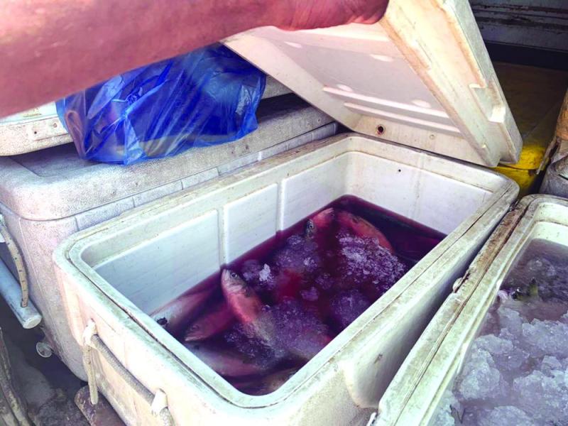 مصادرة نصف طن أغذية فاسدة بالقطيف