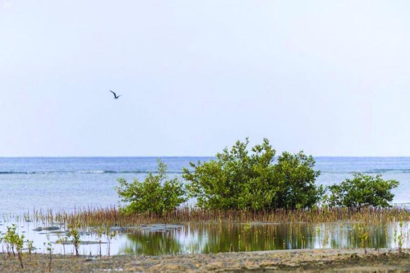 «المانجروف».. ضابط إيقاع البيئة البحرية بـ«المسدود»