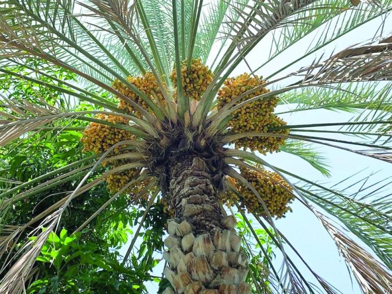حصاد تمور مليون نخلة