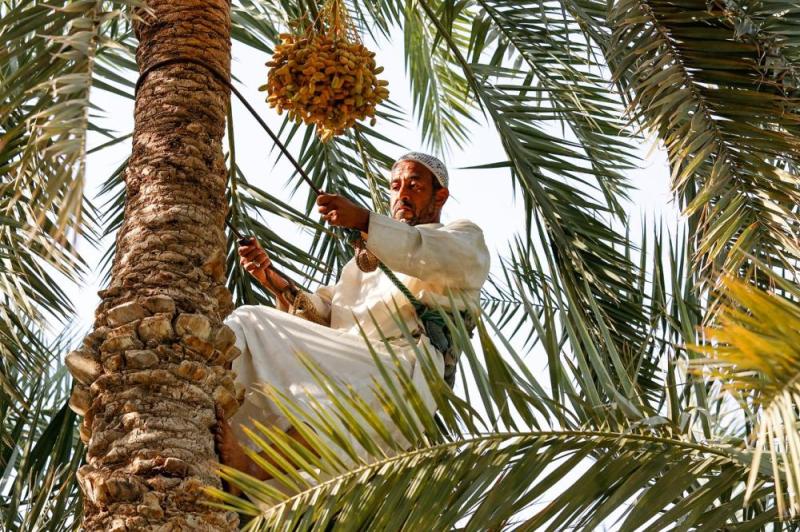الأحساء.. «ملتقى الحضارات» الواحة الأكبر عالميا