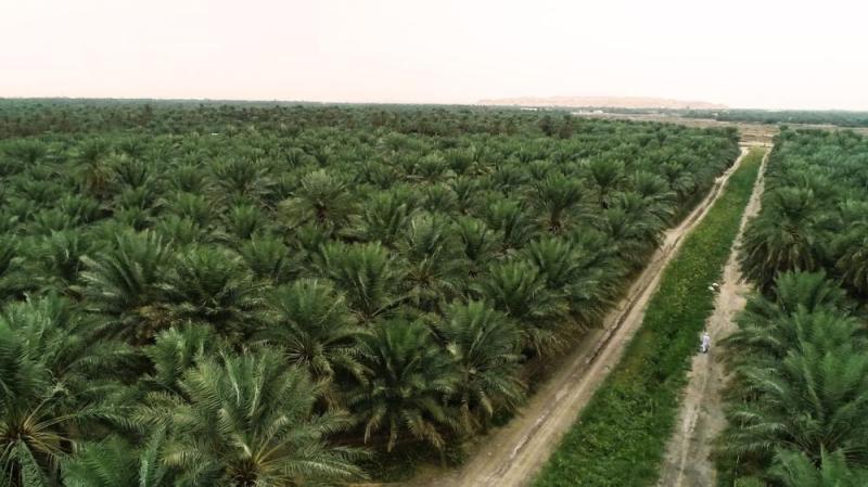 الأحساء.. «ملتقى الحضارات» الواحة الأكبر عالميا