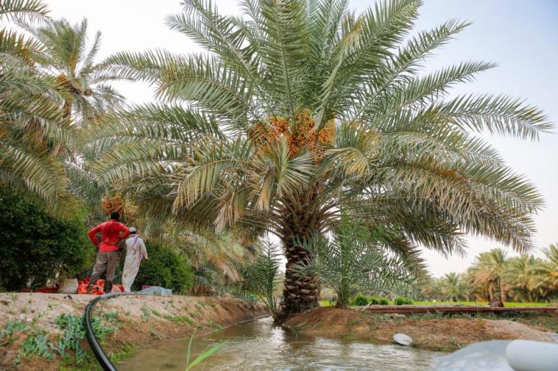 الأحساء.. «ملتقى الحضارات» الواحة الأكبر عالميا