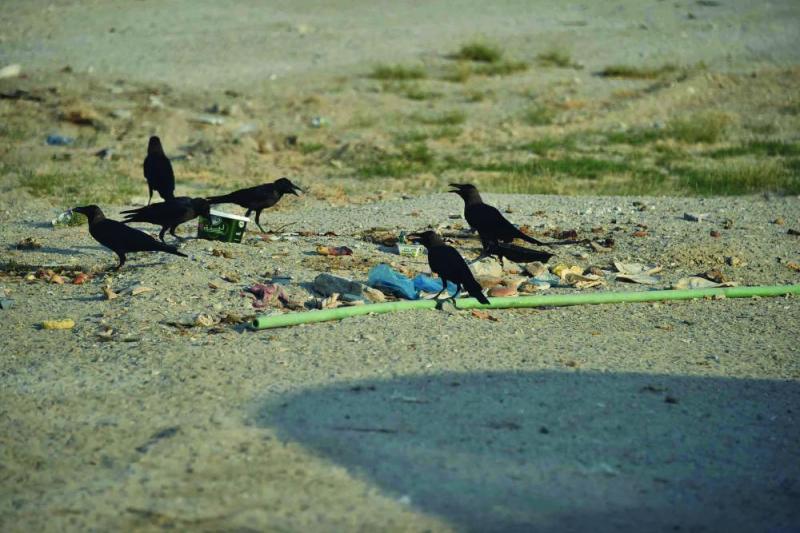 بقايا الطعام.. «ظاهرة مزعجة» تؤرق أحياء الشرقية
