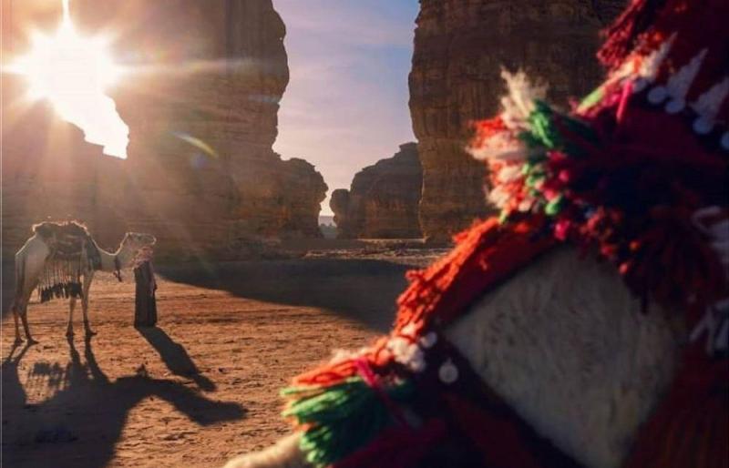 آلية جديدة لفحص العبث في مهرجان الإبل