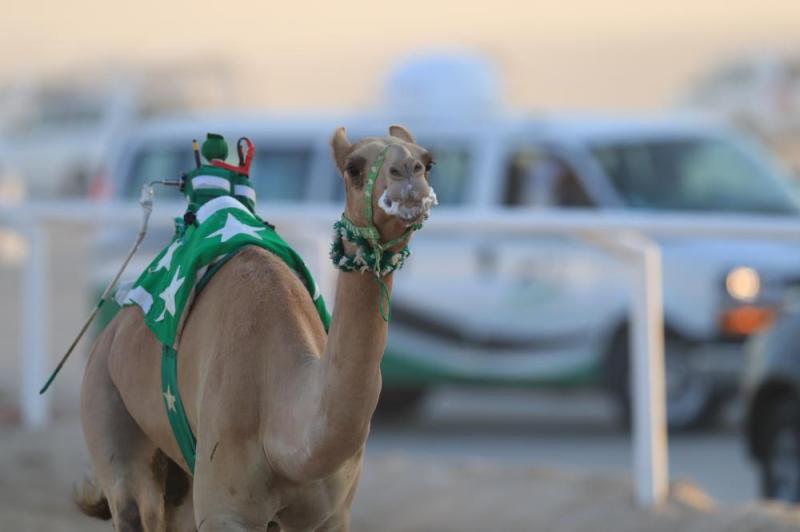 بداية مثيرة في أول أيام سباق النعيرية للهجن