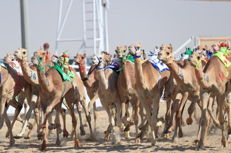 بداية مثيرة في أول أيام سباق النعيرية للهجن