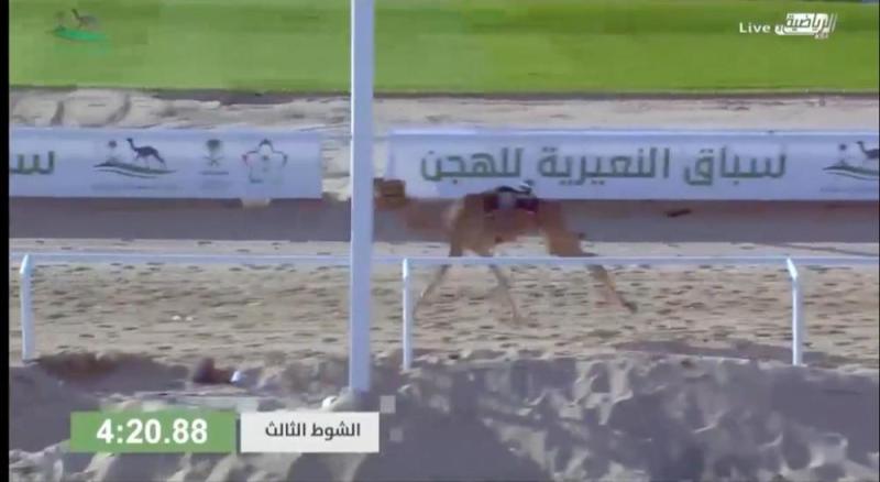 سباق النعيرية يدخل أمريكي تاريخ الهجن
