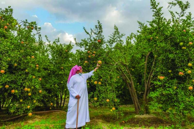 «الرمان» يكسو الباحة باللون القرمزي