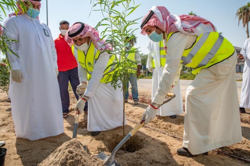 300 كيلو بذور أشجار تكافح التصحر بالجبيل