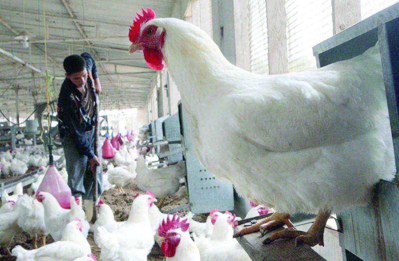 إعدام
330 ألف دجاجة
