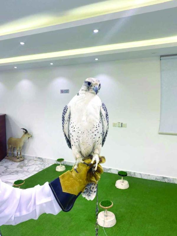حفر الباطن مقصد هواة الصقور محليا وخليجيا