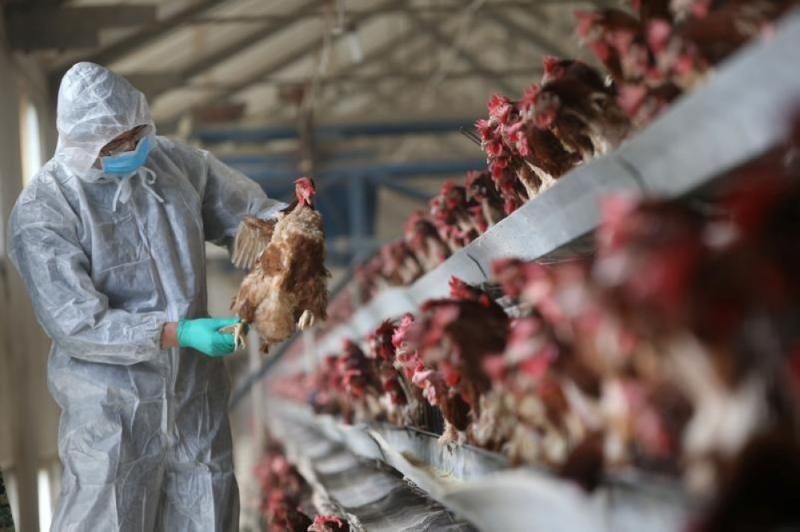 إعدام 48 ألف دجاجة في اليابان .. ماذا حدث؟