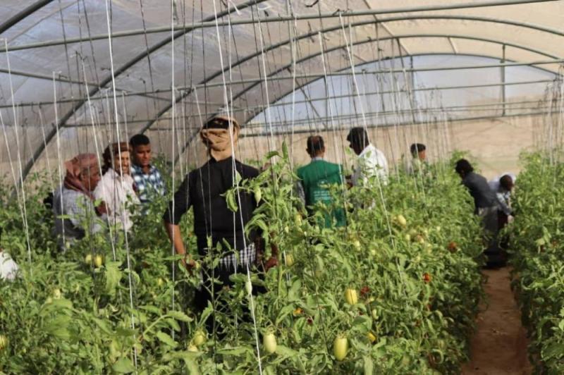 المملكة تدعم اليمن لمكافحة الجراد الصحراوي 