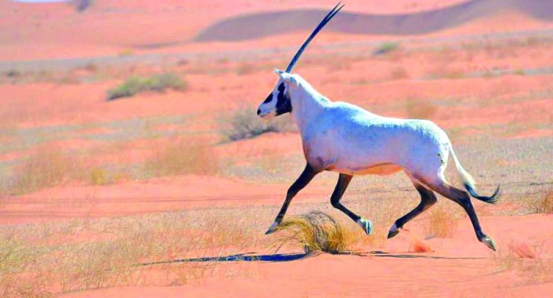 «يدمة».. آخر مواطن «المها» العربي