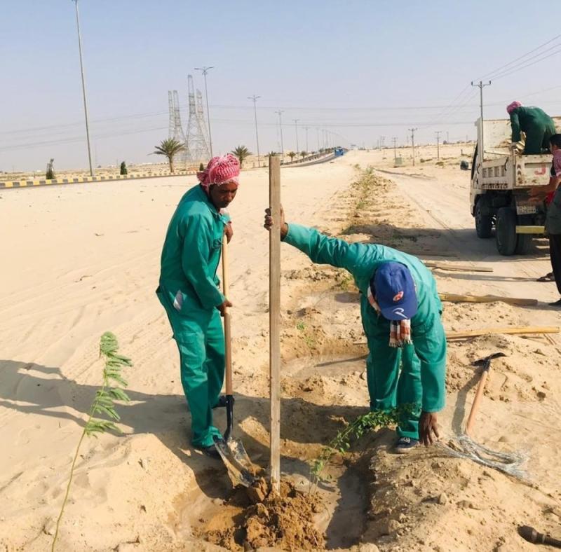 خط لـ«مصدات الرياح» بمدخل النعيرية الجنوبي