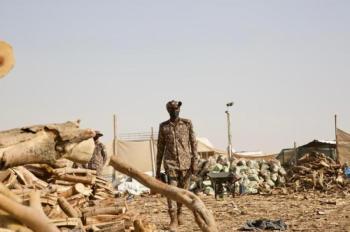 ضبط 30 طن من الحطب المحلي المعدّ للبيع في الرياض