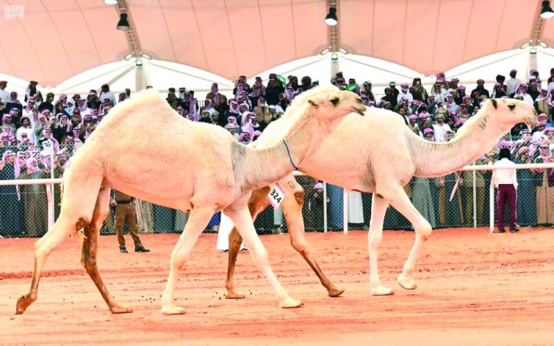 «الإبل».. سفينة الصحراء والصديق المخلص للإنسان