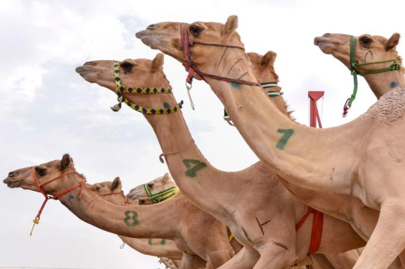 «رماح» تحتضن ثالث سباقات الهجن