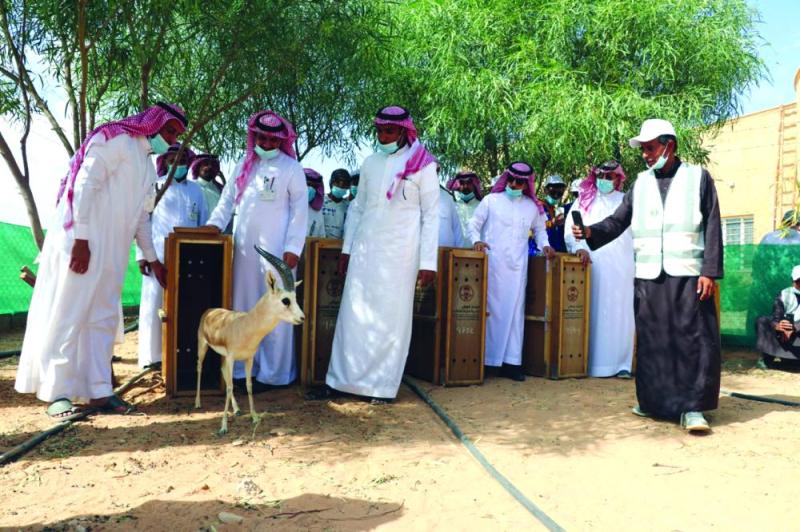 إعادة توطين 27 ظبي ريم بالقصيم والرياض