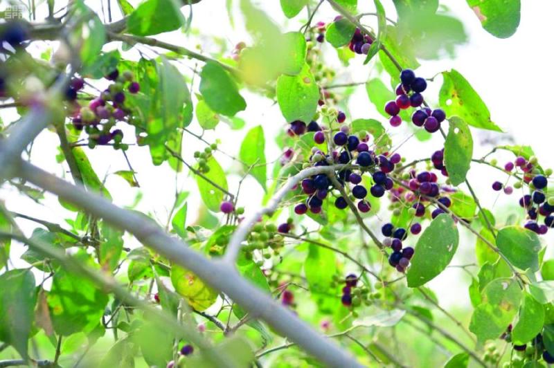 «الأراك».. شجرة الخير لأهل جازان