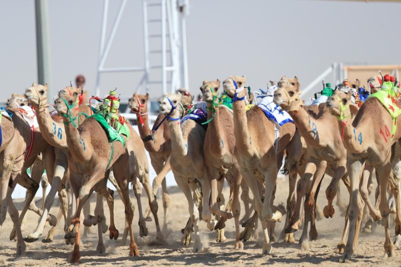 انطلاق سباق رماح للهجن اليوم