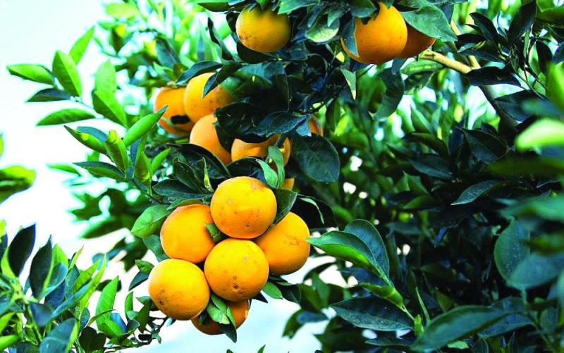 «الحمضيات».. كنز «تنومة» الشتوي
