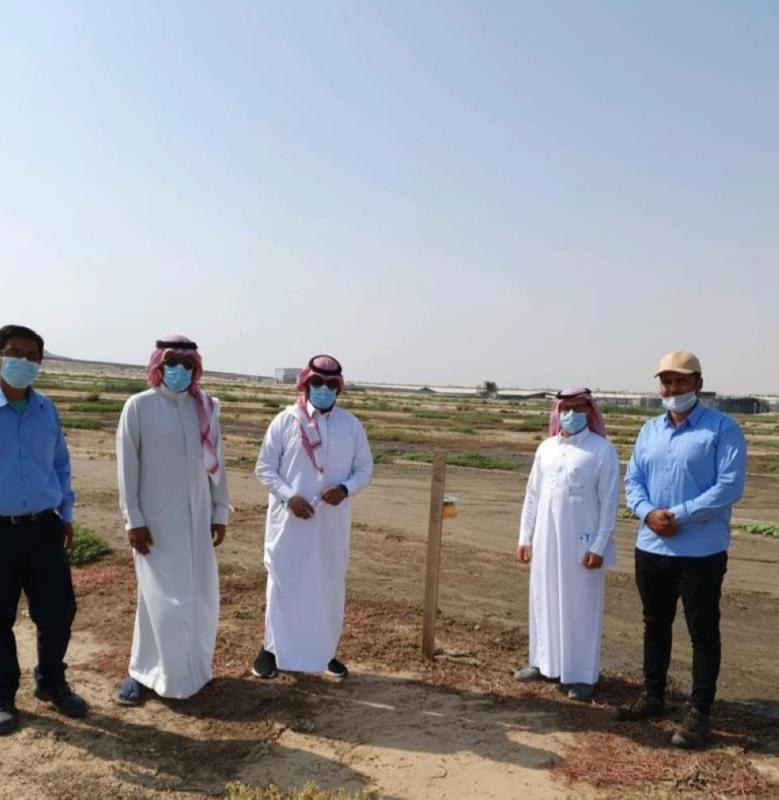 المملكة خالية من دودة الحشد الخريفية
