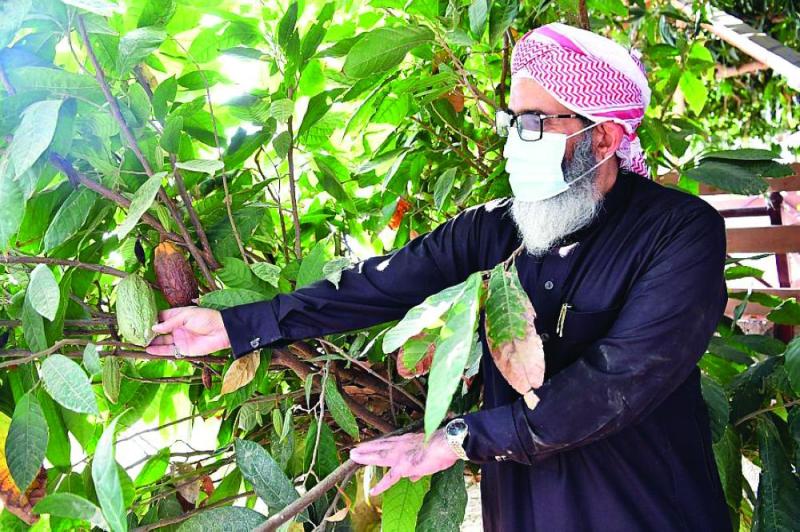 «الكاكاو».. محصول المستقبل في جازان