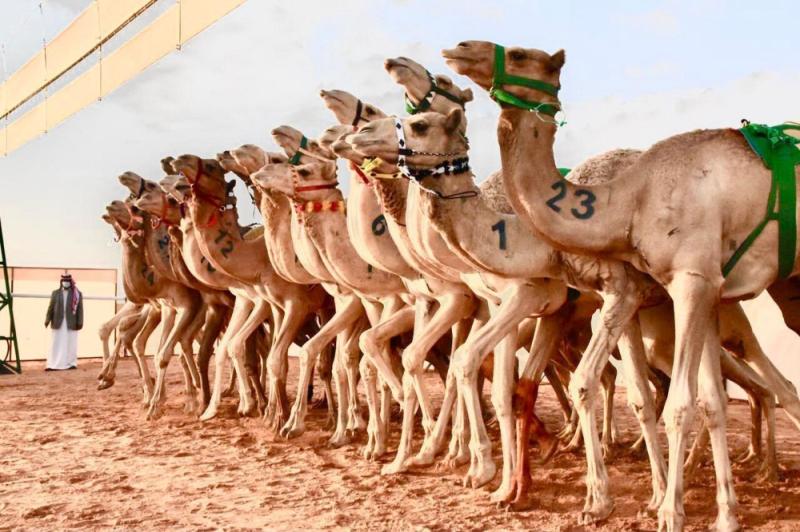 سمو وزير الرياضة يرعى ختام سباق رماح للهجن