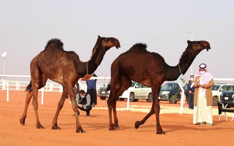 «وقفة» تدخل التاريخ بأول جائزة في شوط «المفاريد» عن لون «المجاهيم»