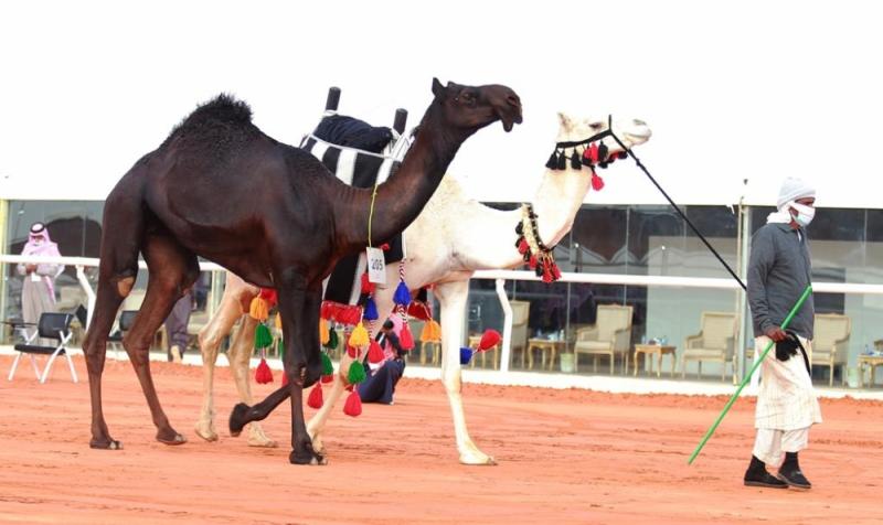 ابن نادريتصدر بـ «فزعة» و«فزاعة» في شوط «دق المجاهيم»