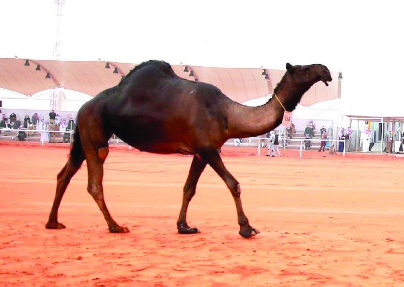 «الذاير»..صدارة بس