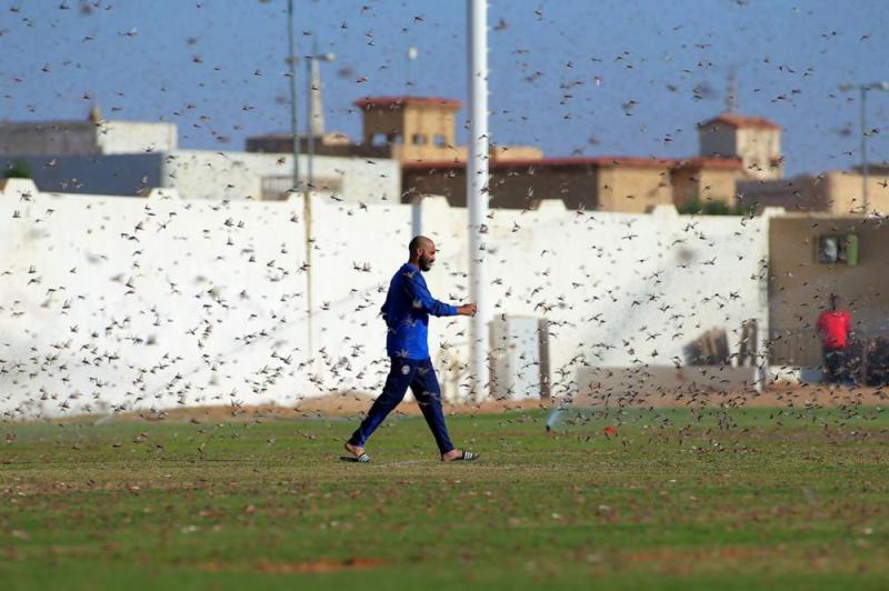 «الجراد» يداهم العدالة