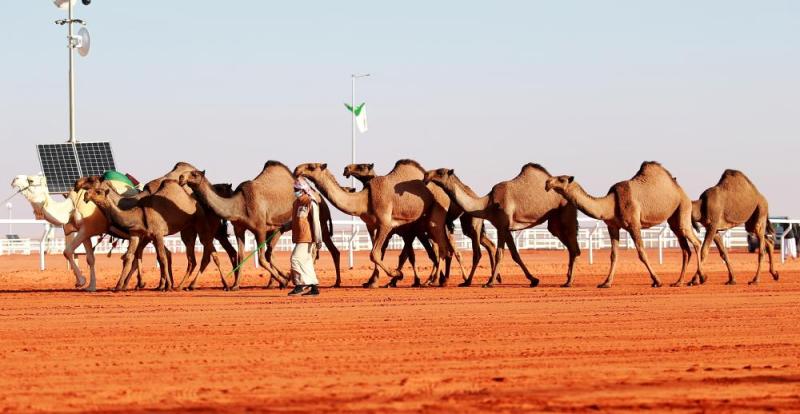 العرض النهائي لـ 