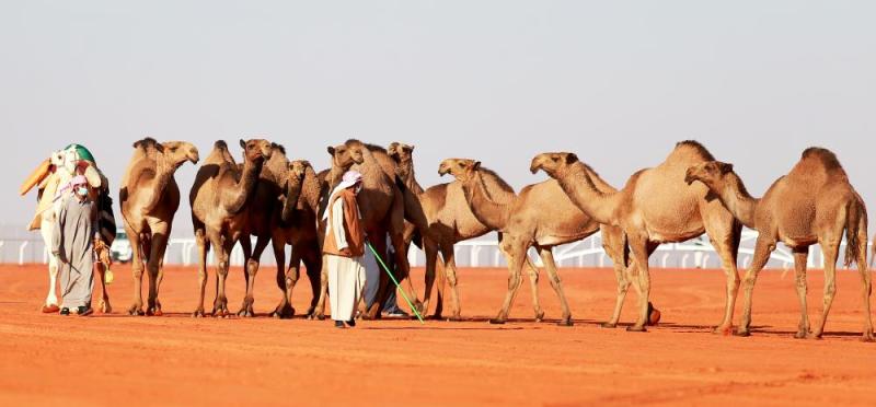 العرض النهائي لـ 
