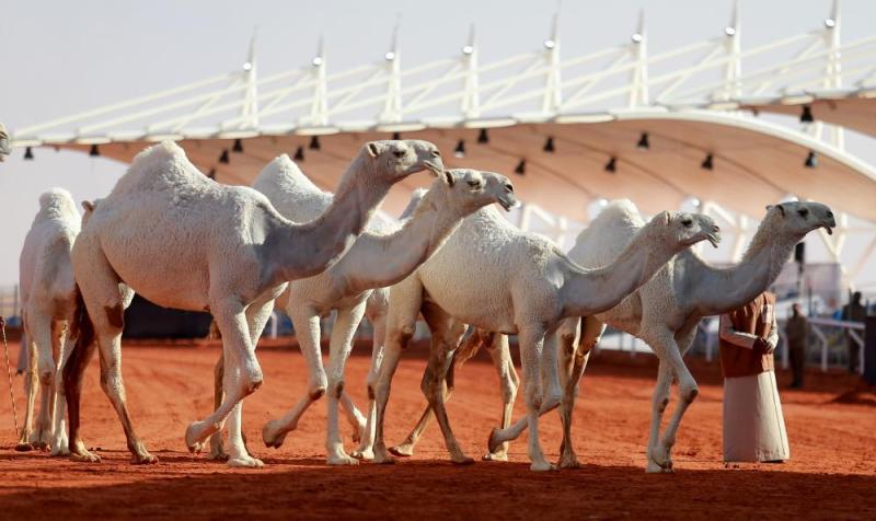 دخول الإنتاج «كأس النادي» للشقح.. وتحكيم الفحل المنتج للشعل ..غدا