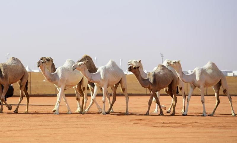 دخول الإنتاج «كأس النادي» للشقح.. وتحكيم الفحل المنتج للشعل ..غدا