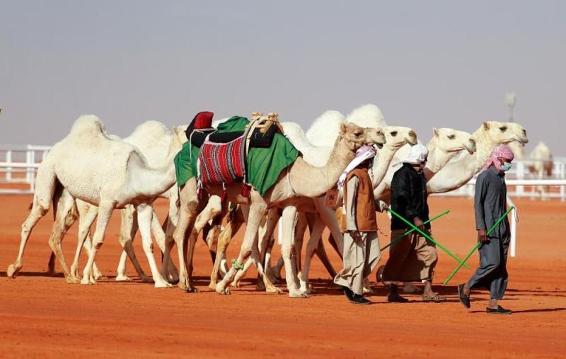 دخول الإنتاج «كأس النادي» للشقح.. وتحكيم الفحل المنتج للشعل ..غدا