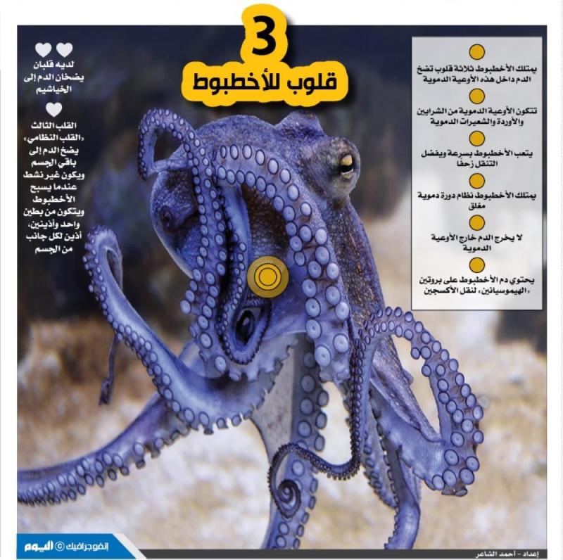 3 قلوب للأخطبوط