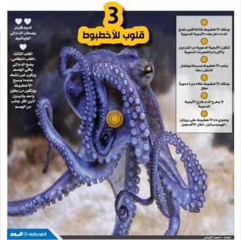 3 قلوب للأخطبوط