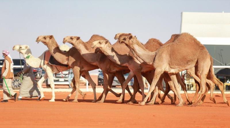«ديربي» سعودي كويتي في «شعل الفحل وإنتاجه»