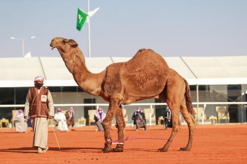 «ديربي» سعودي كويتي في «شعل الفحل وإنتاجه»